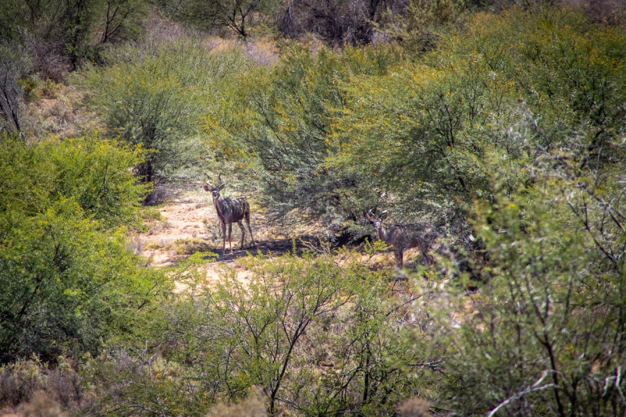 Commercial Property for Sale in Ladismith Rural Western Cape